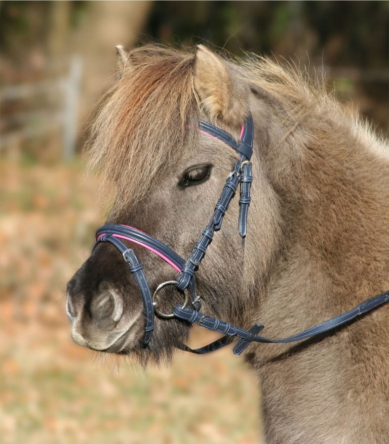 Träns Unicorn Shettis – Waldhausen