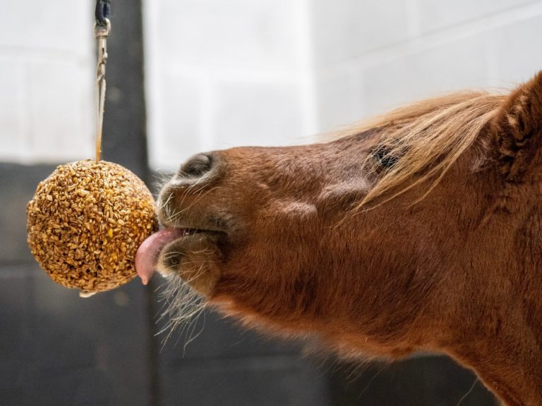 Hästgodis Likit Granola boll – Likit