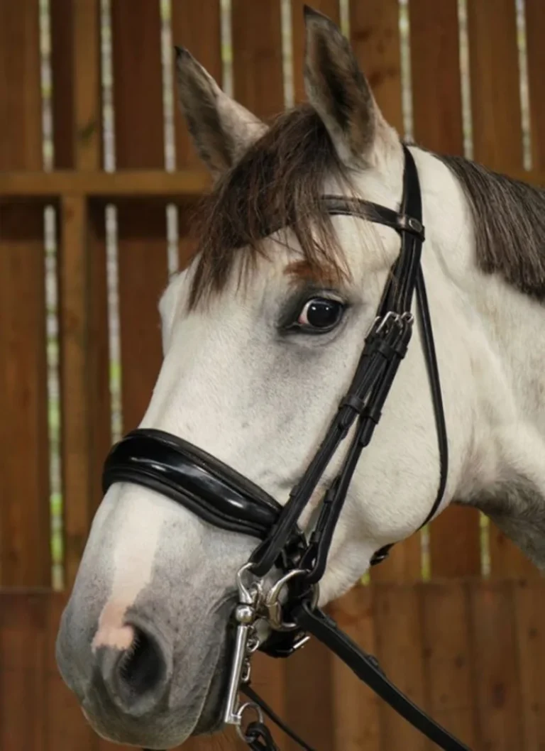 Kandar Dyón Working Dressyr Bred lackad nosgrimma – Dyon