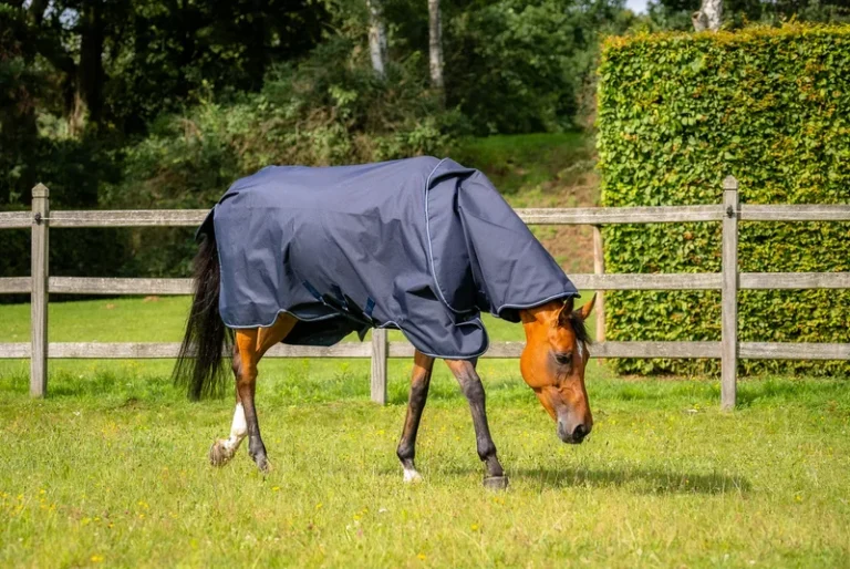Aloga Pro Turnout w hood 0g – Aloga Equestrian