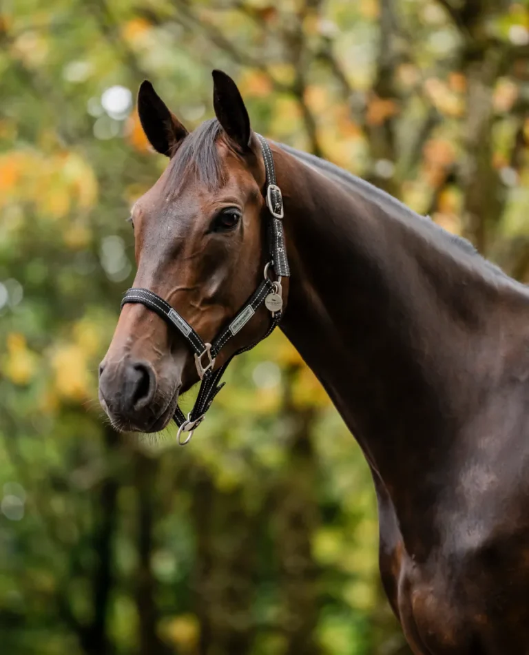 Grimma Field Safe headcollar Horseware, svart – Horseware