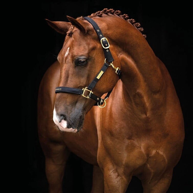 Grimma Equestrian Life, svart – Hansbo sport