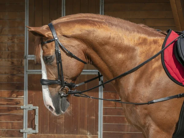 Inspänningstygel Norton Pro kort elastisk – Norton