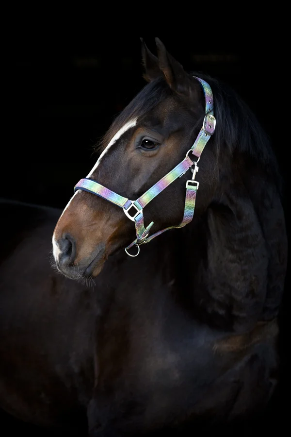Grimma Rockford Rainbow – Hansbo sport