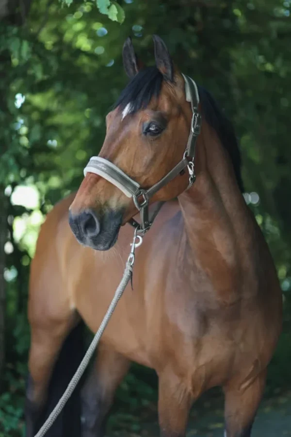 Grimma Covalliero – Covalliero