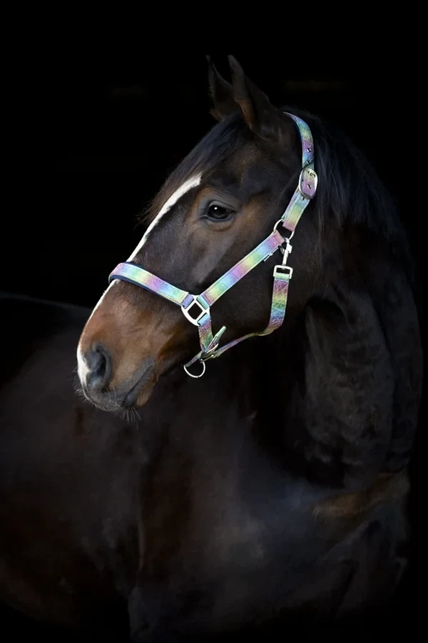 Grimma Rockford Rainbow – Hansbo sport
